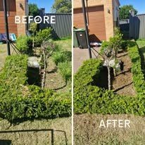 Hedge trimming and garden bed tidy-up, before and after